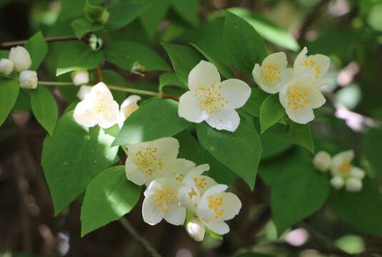 Image of sweet mock orange