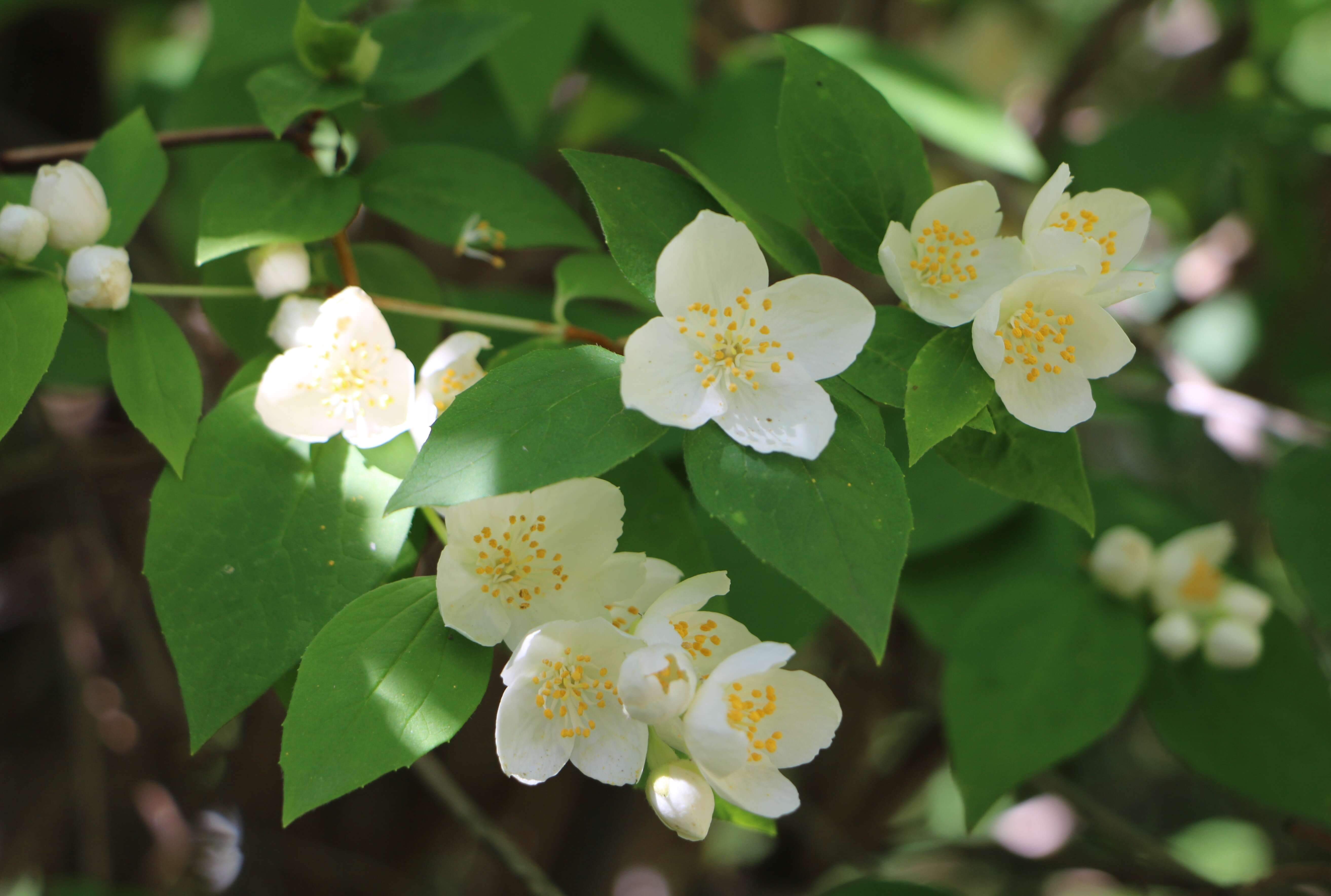 Image of sweet mock orange