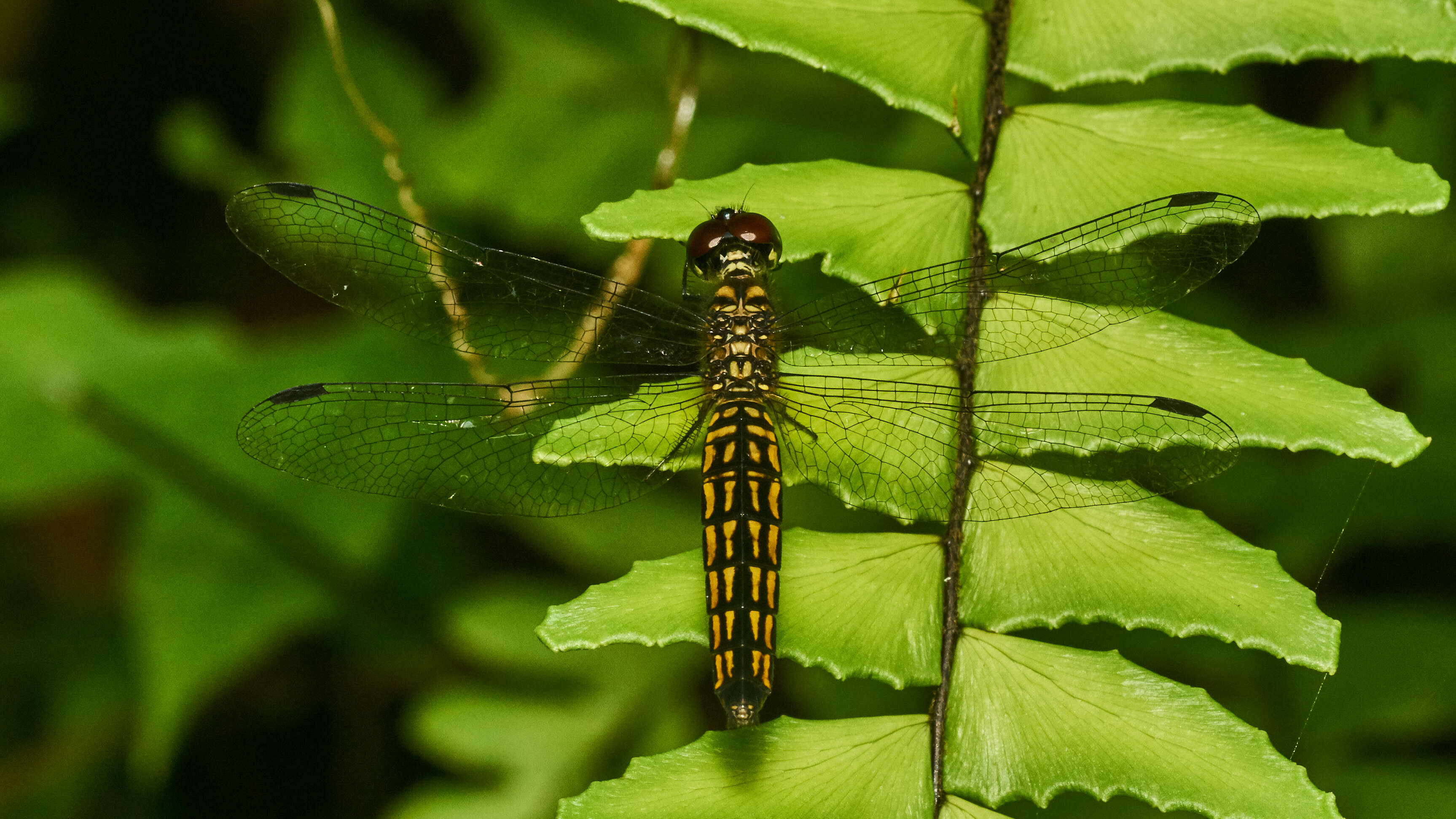 Image of little bloodtail