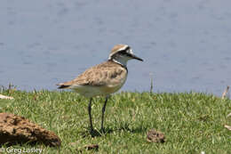 Charadrius thoracicus (Richmond 1896) resmi