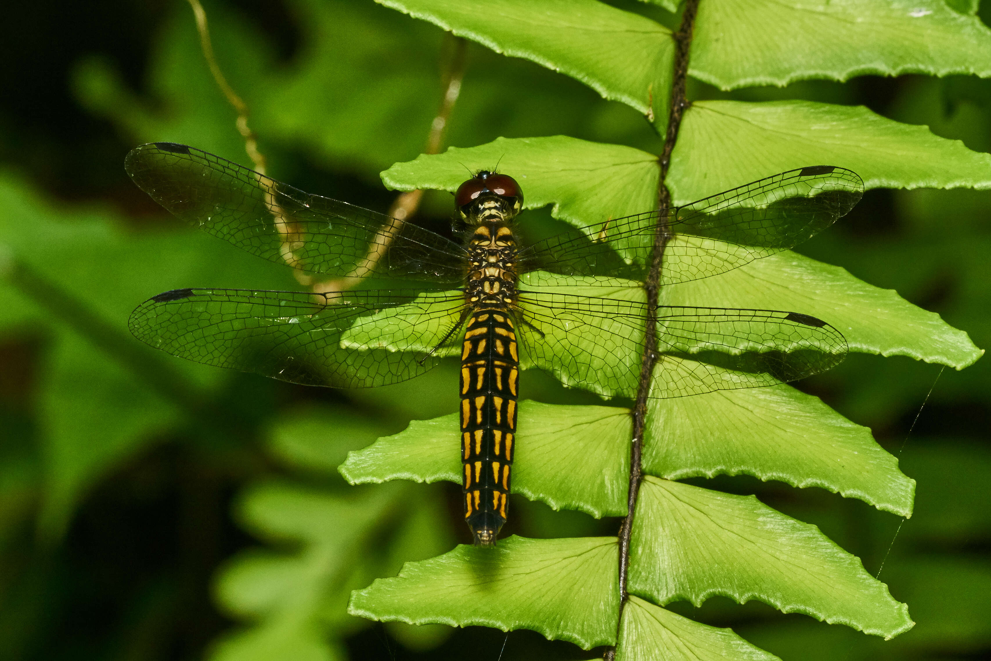 Image of little bloodtail