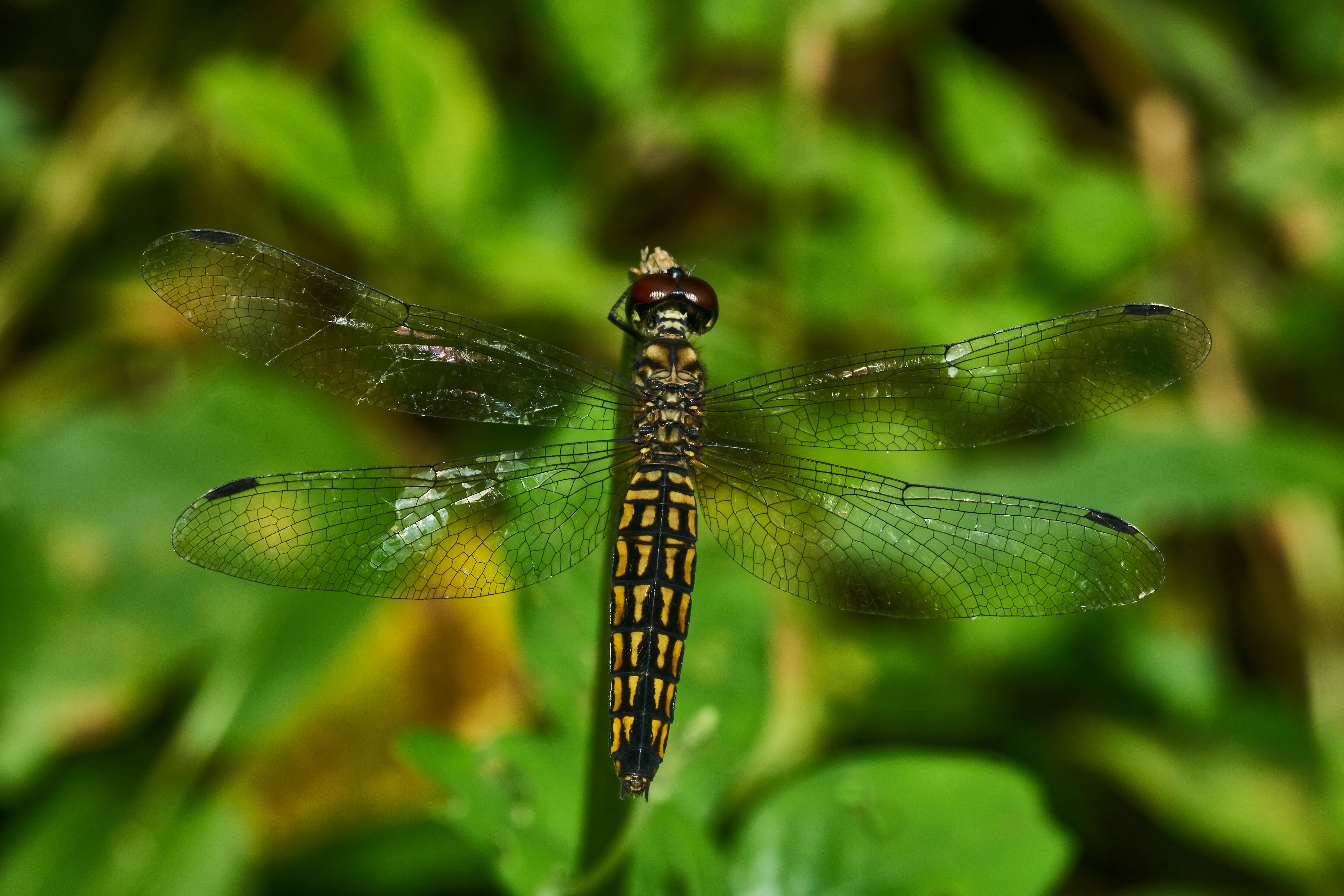 Plancia ëd Lyriothemis acigastra (Selys 1878)