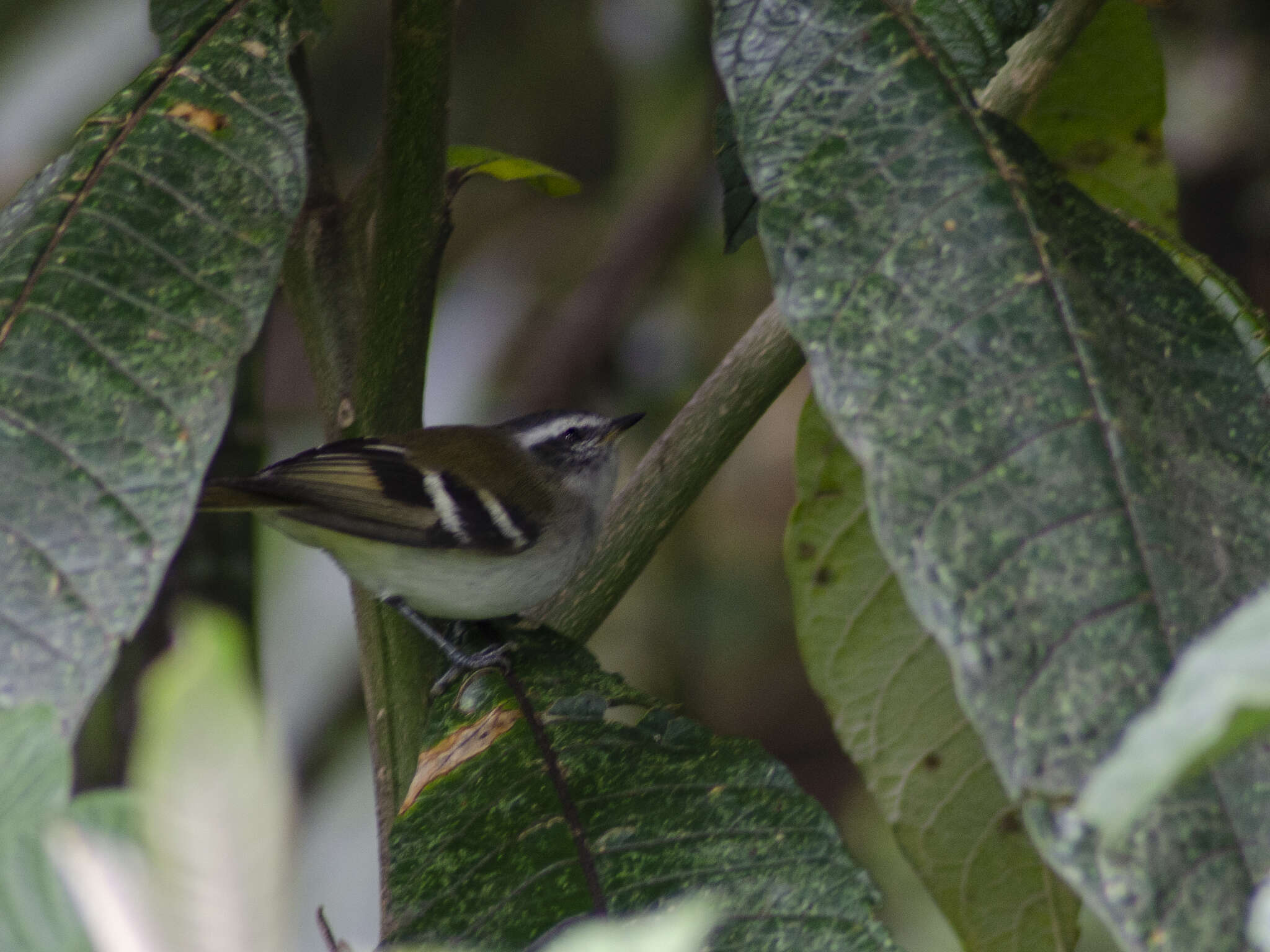 Image of White-banded Tyrannulet