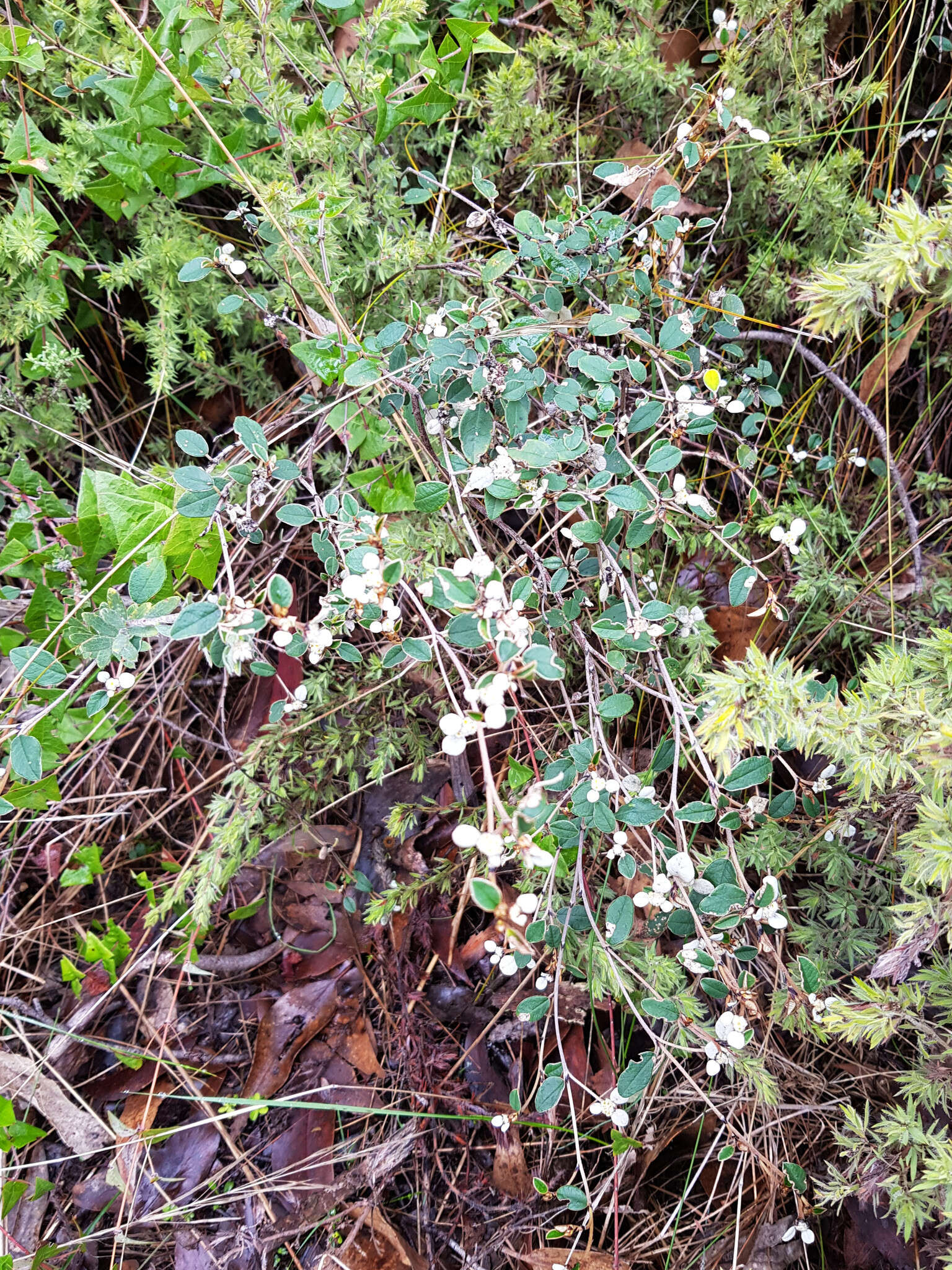 Image of Spyridium thymifolium Reiss.