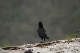 صورة Corvus culminatus Sykes 1832