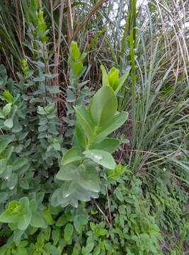 Image of Wikstroemia indica (L.) C. Meyer