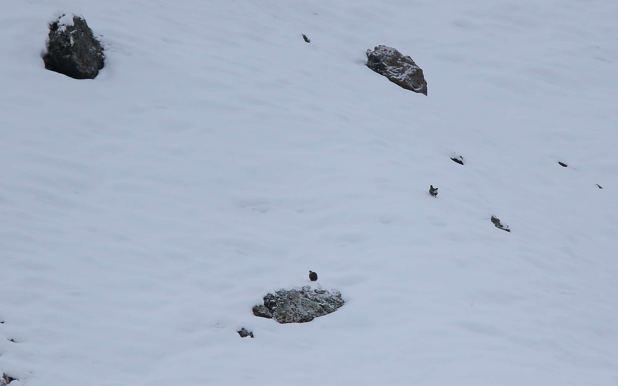 Image of Caucasian Snowcock