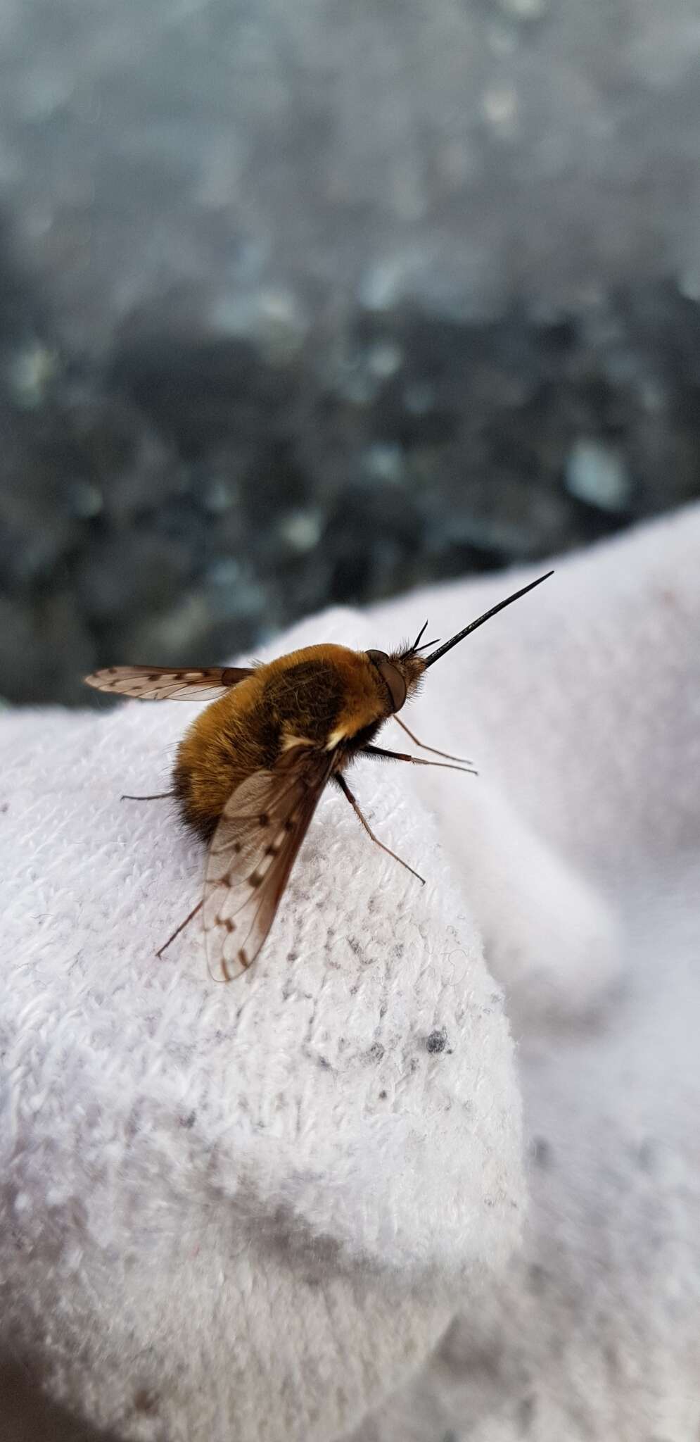 Image of Dotted bee-fly