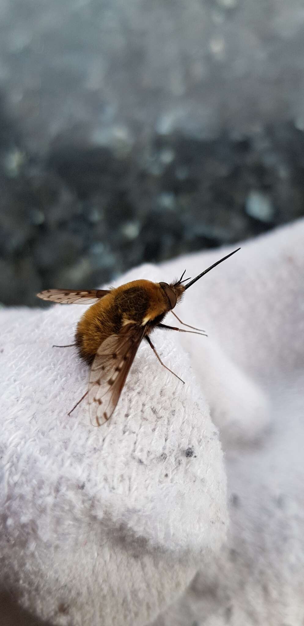 Image de Bombylius discolor Mikan 1796