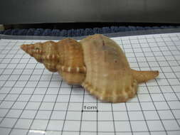 Image of giant frogsnail