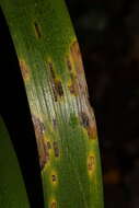 Image of Puccinia iridis Wallr. 1844