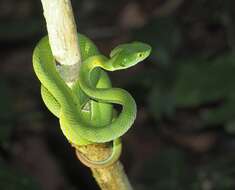 Image of Kramer's Pit Viper