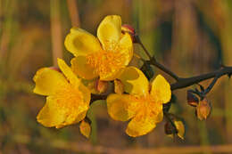 Imagem de Cochlospermum regium (Mart. & Schr.) Pilger