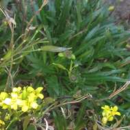 Image of Standley's draba