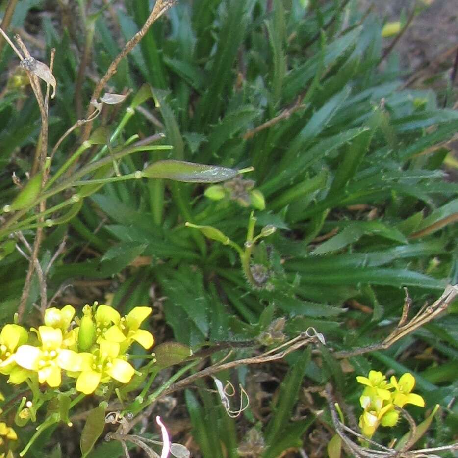 Image of Standley's draba