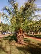 Image of African oil palm