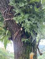 Image of black rabbitsfoot fern