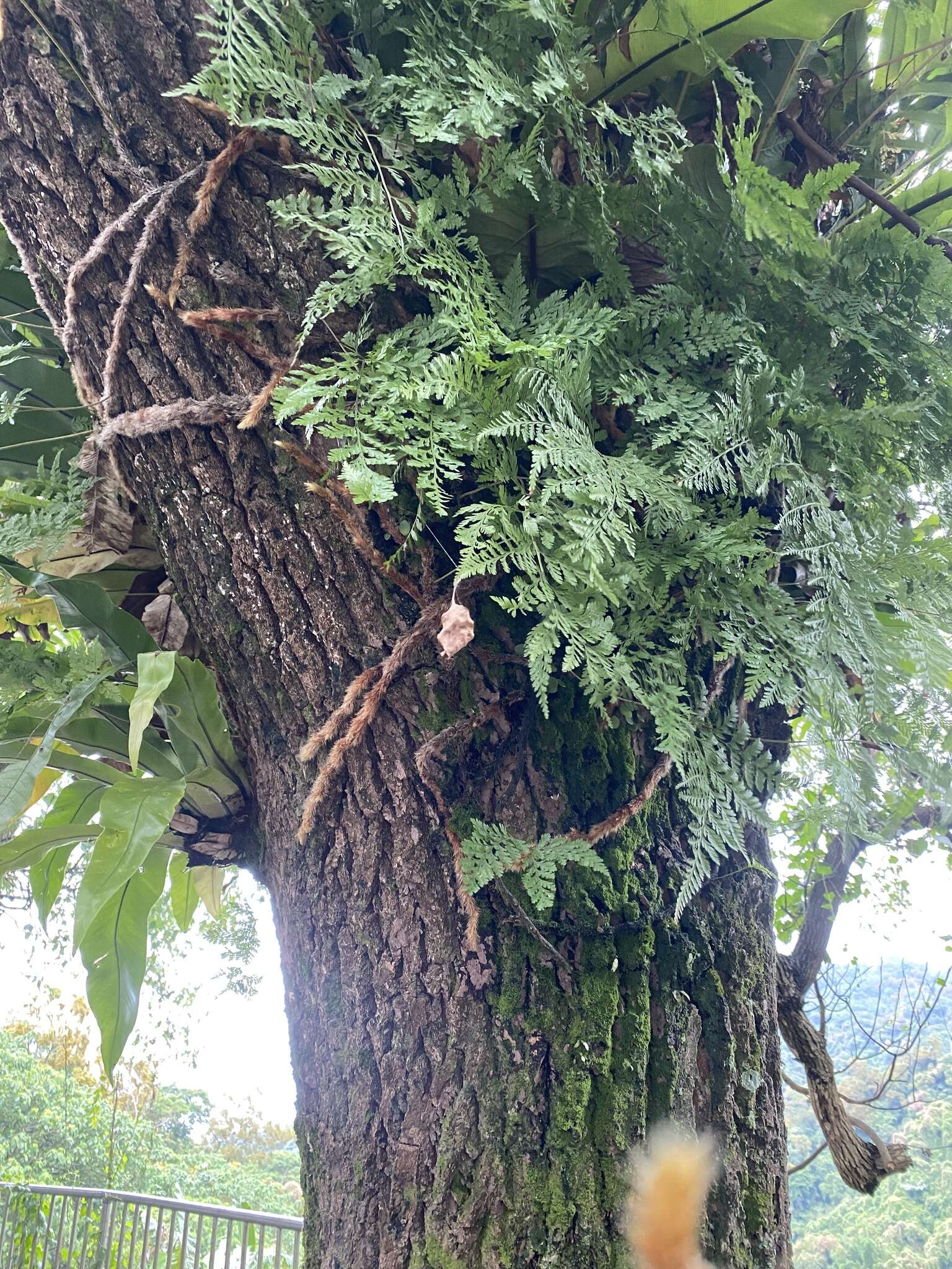 Image of black rabbitsfoot fern