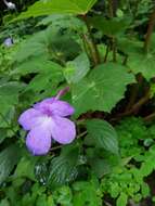 Image of Achimenes longiflora DC.