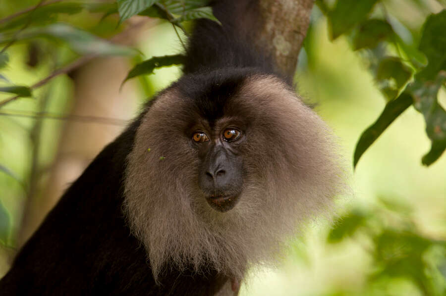 Image of Lion-tailed Macaque