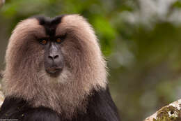 Image of Lion-tailed Macaque