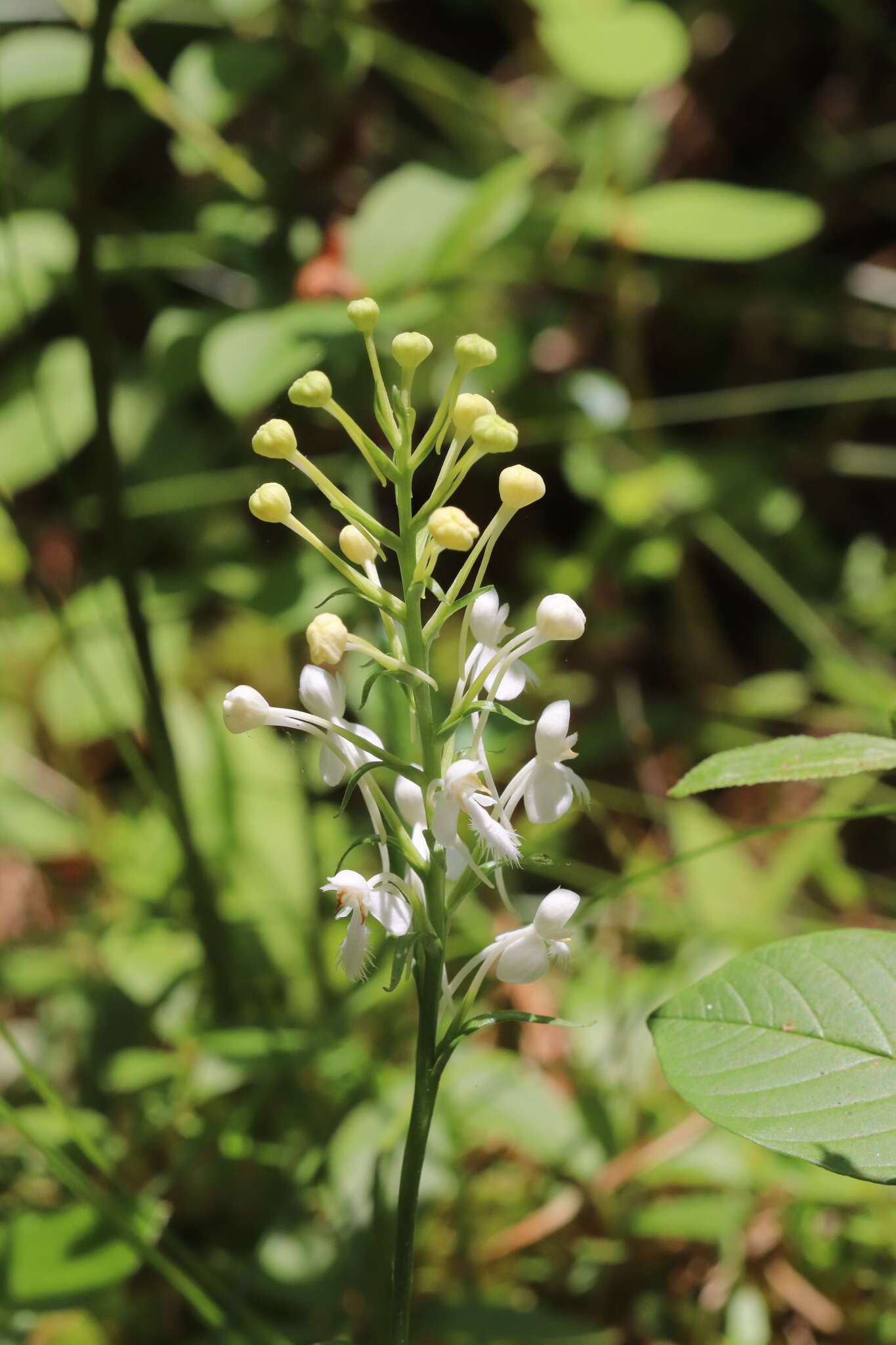 Image of white fringed orchid