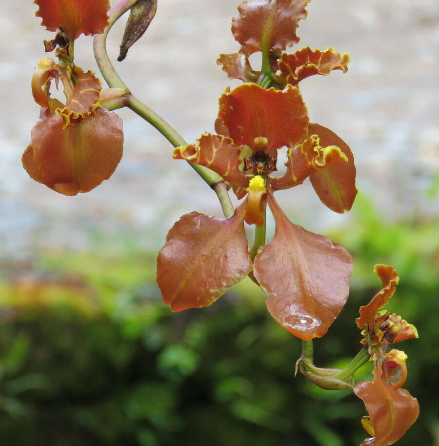 Image of Cyrtochilum trifurcatum (Lindl.) Kraenzl.