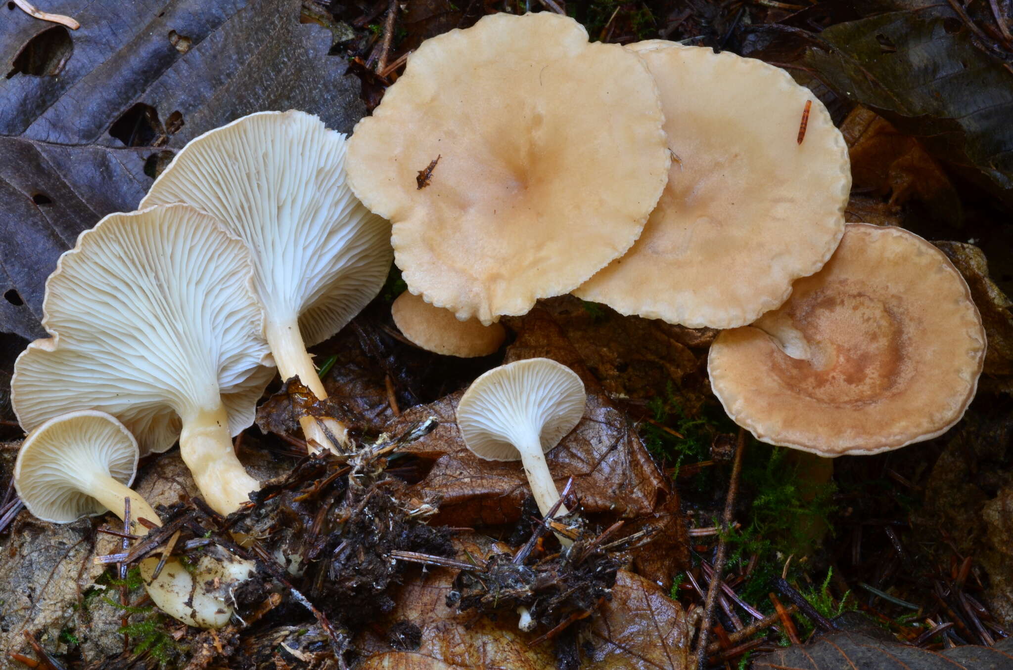 Image de Clitocybe americana H. E. Bigelow 1976