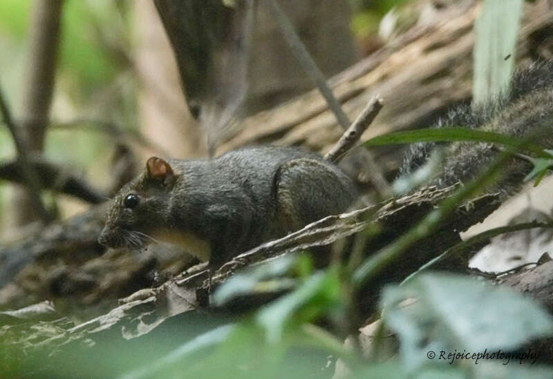 Image of Orange-bellied Himalayan Squirrel