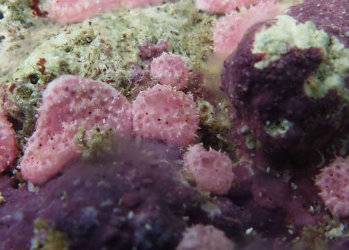 Image of Yellow encrusting ascidian