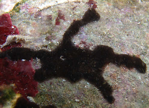 Image of Yellow encrusting ascidian