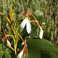 Image of Hedychium spicatum Sm.