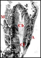 Image of Diguetia canities (McCook 1890)