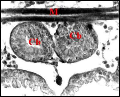 Image of Diguetia canities (McCook 1890)