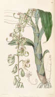 Image of Cycnoches egertonianum var. viride Lindl.