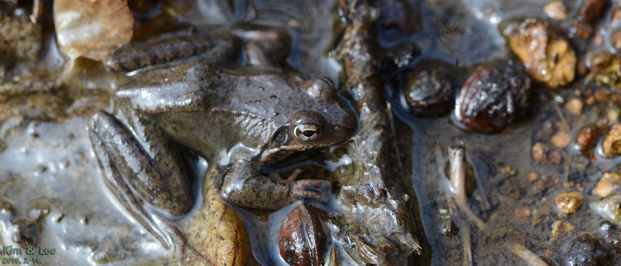 Image of Dybowski's frog