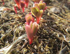 Image of common purslane