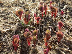 Image of common purslane