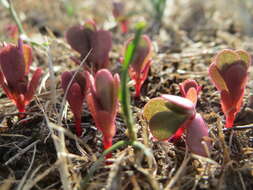 Image of common purslane