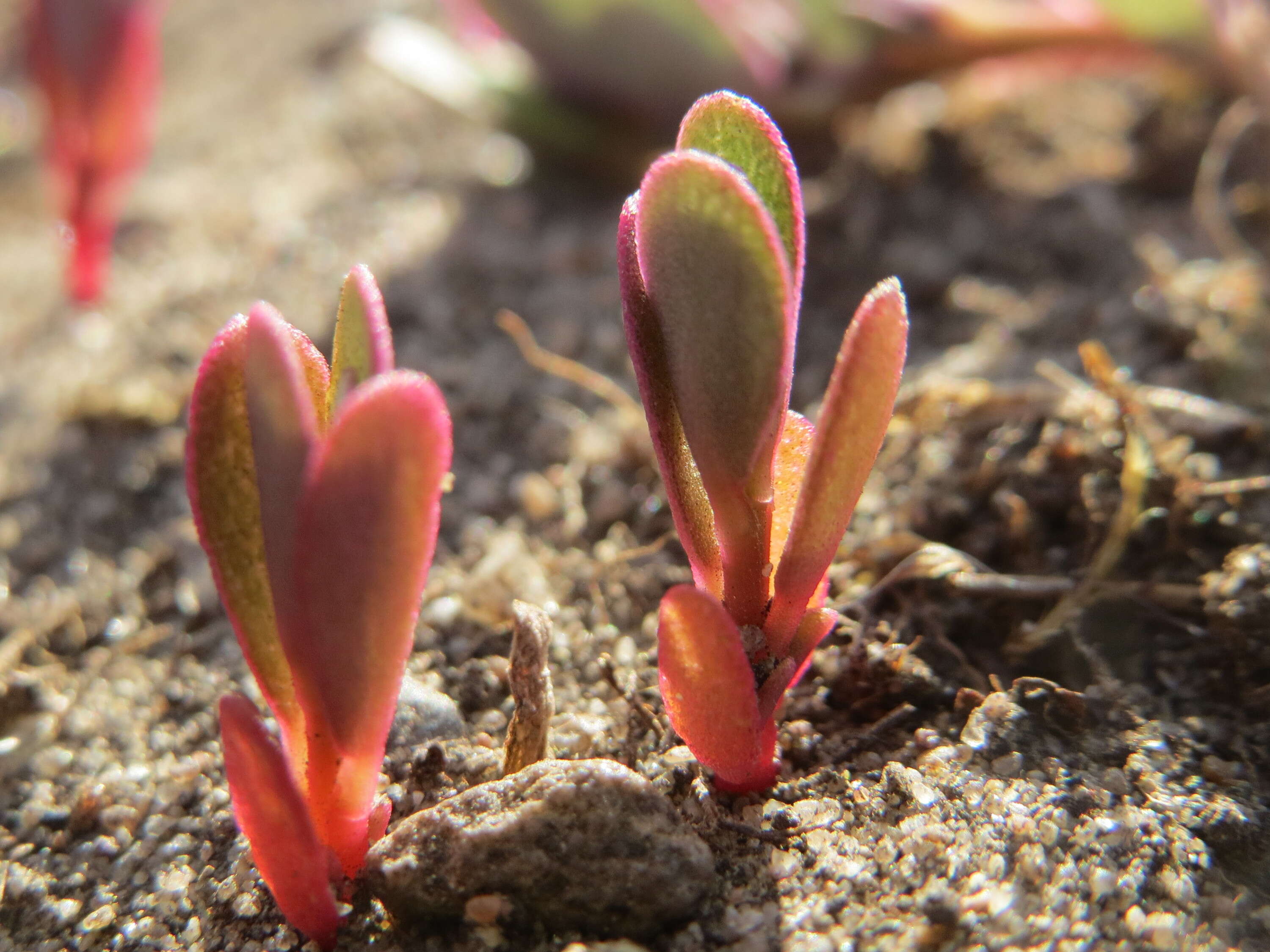 Image of common purslane