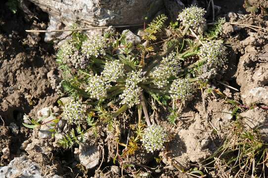 Imagem de Schulzia albiflora (H. Karst. & L. A. Kirchn.) Popov