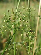 Image of White bedstraw