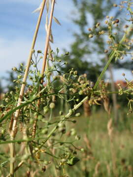 Plancia ëd Galium mollugo L.