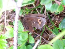 Image of Lapland Ringlet