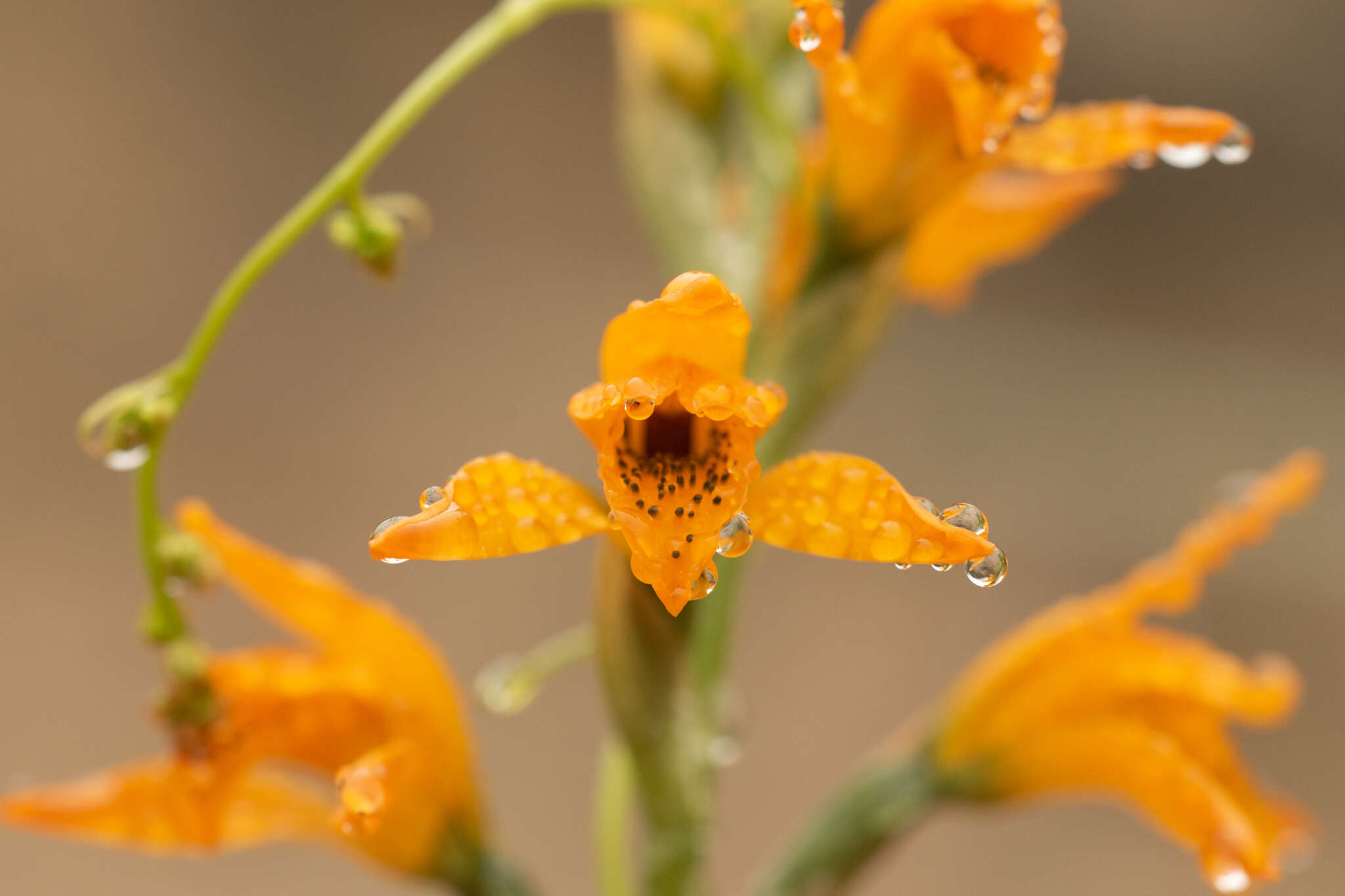 Image of Chloraea chrysantha Poepp.