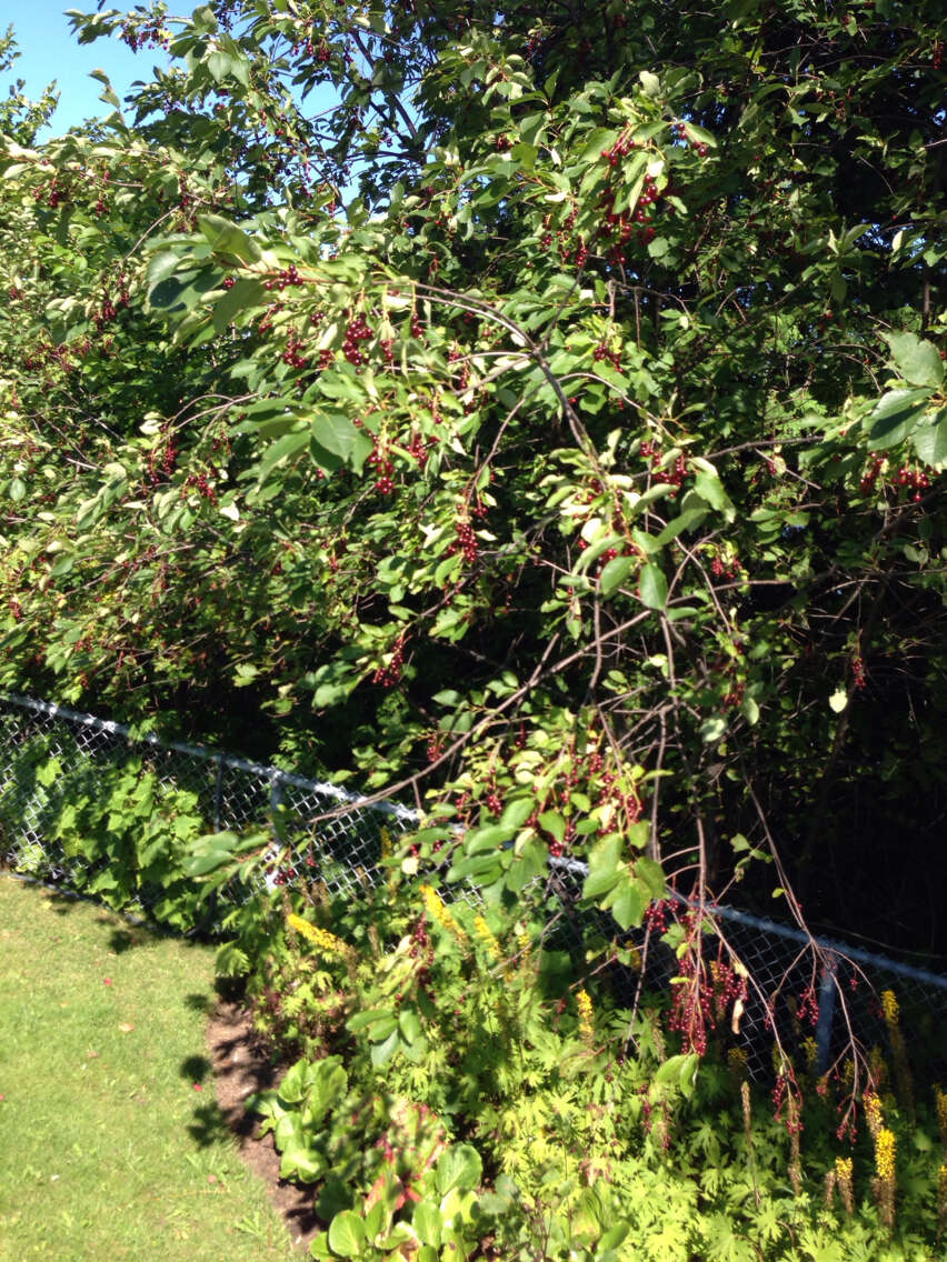 Image of chokecherry