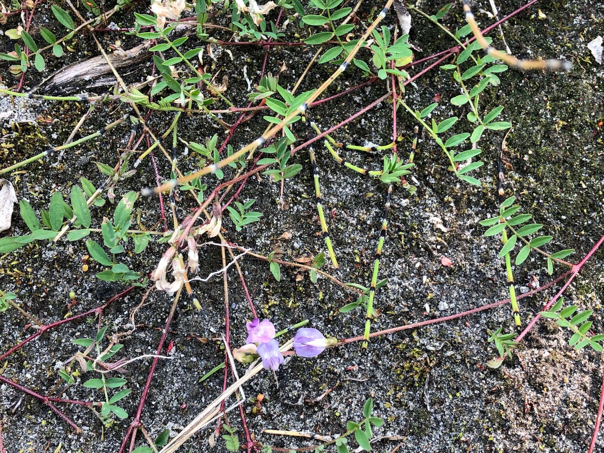 Astragalus bodinii Sheldon的圖片