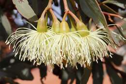 Imagem de Eucalyptus eremophila (Diels) Maiden