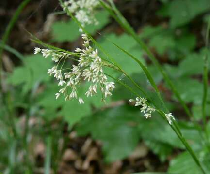 Image of oakforest woodrush