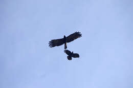 Image of Black Eagle